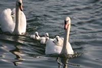 Swans1-L.jpg