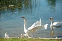 Swans2-L.jpg