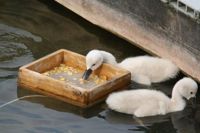 Swans4-L.jpg