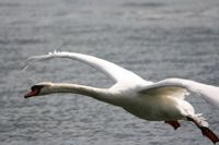 Swans5-L.jpg