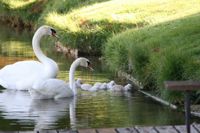 Swans3-L.jpg